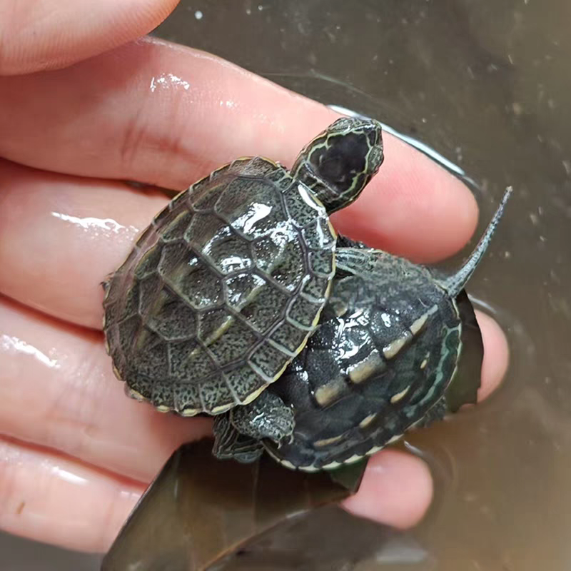 新手冷水好养狗狗龟花杂龟懒人宠物观赏龟苗