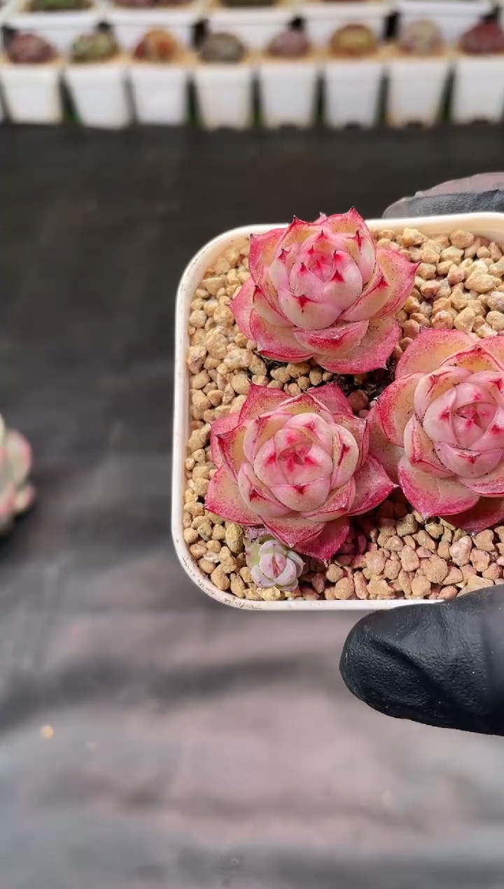 4-58桔子晶麦秆2-3量拍发3颗