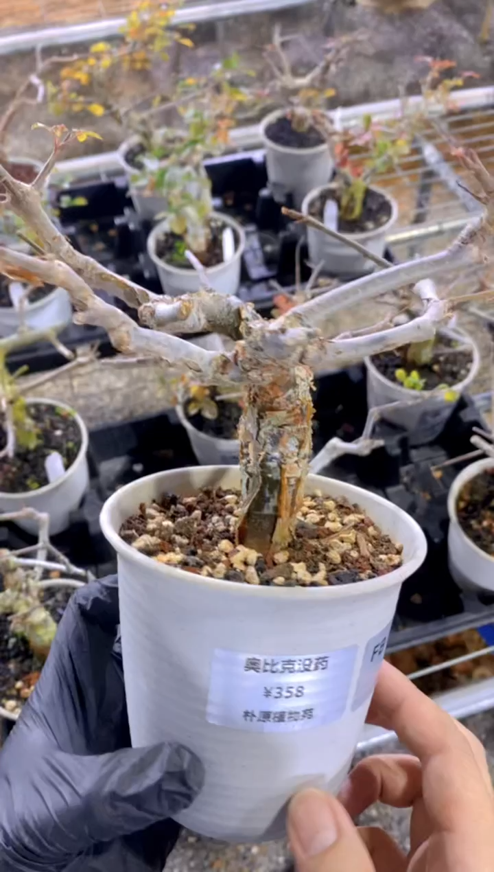 【闪购商品】奥比克没药FB-1634