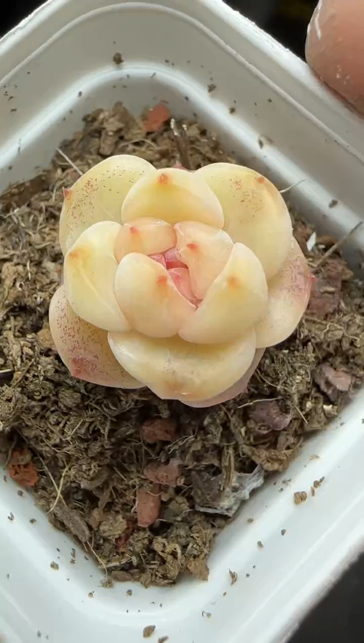 【闪购商品】一物一拍0221—308