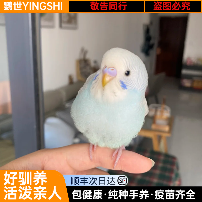 手养金彩大头虎皮鹦鹉小鸟亲人会学说话宠物鸟活体小鸟一对可繁殖