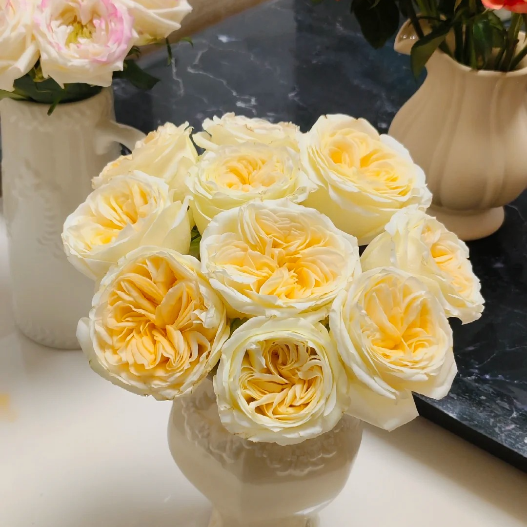 蝶舞【稀有单头】奶油杯同款，比奶油杯更大颜色更好