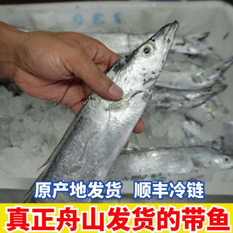 【 特大顶带】正宗野生舟山东海新鲜小眼睛带鱼新鲜肉质细嫩野生