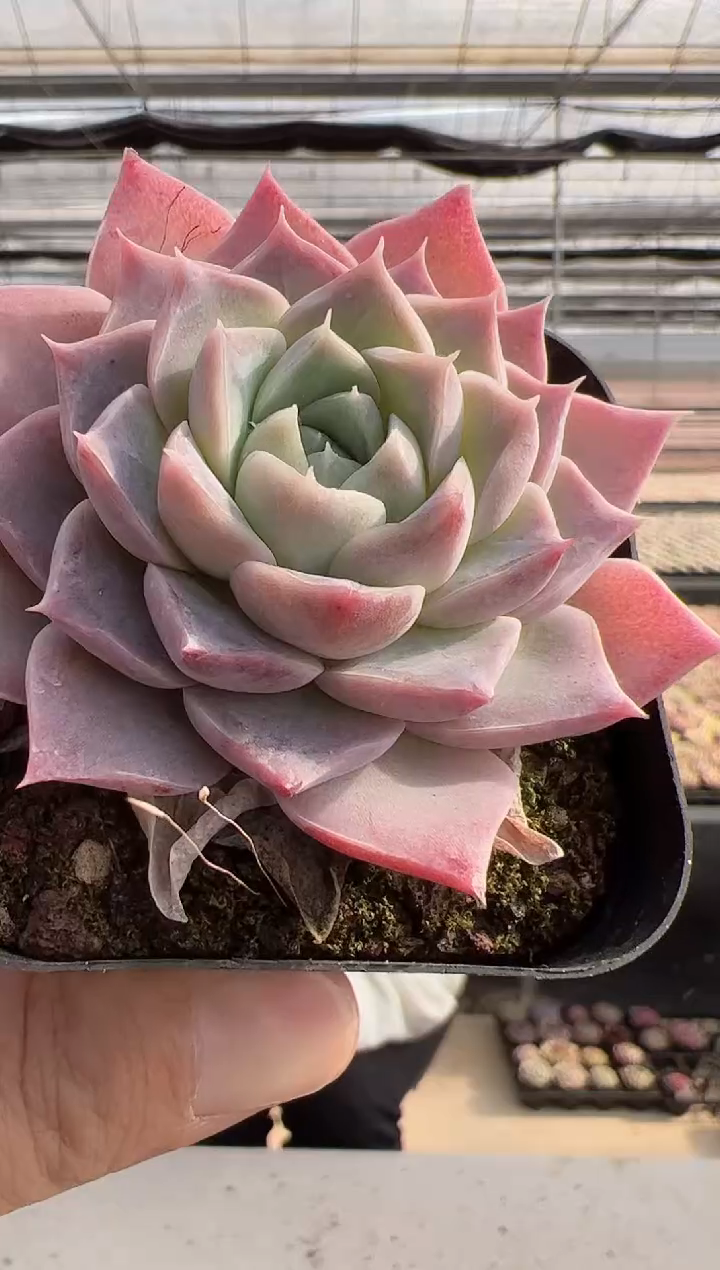 【闪购商品】新款多肉-184