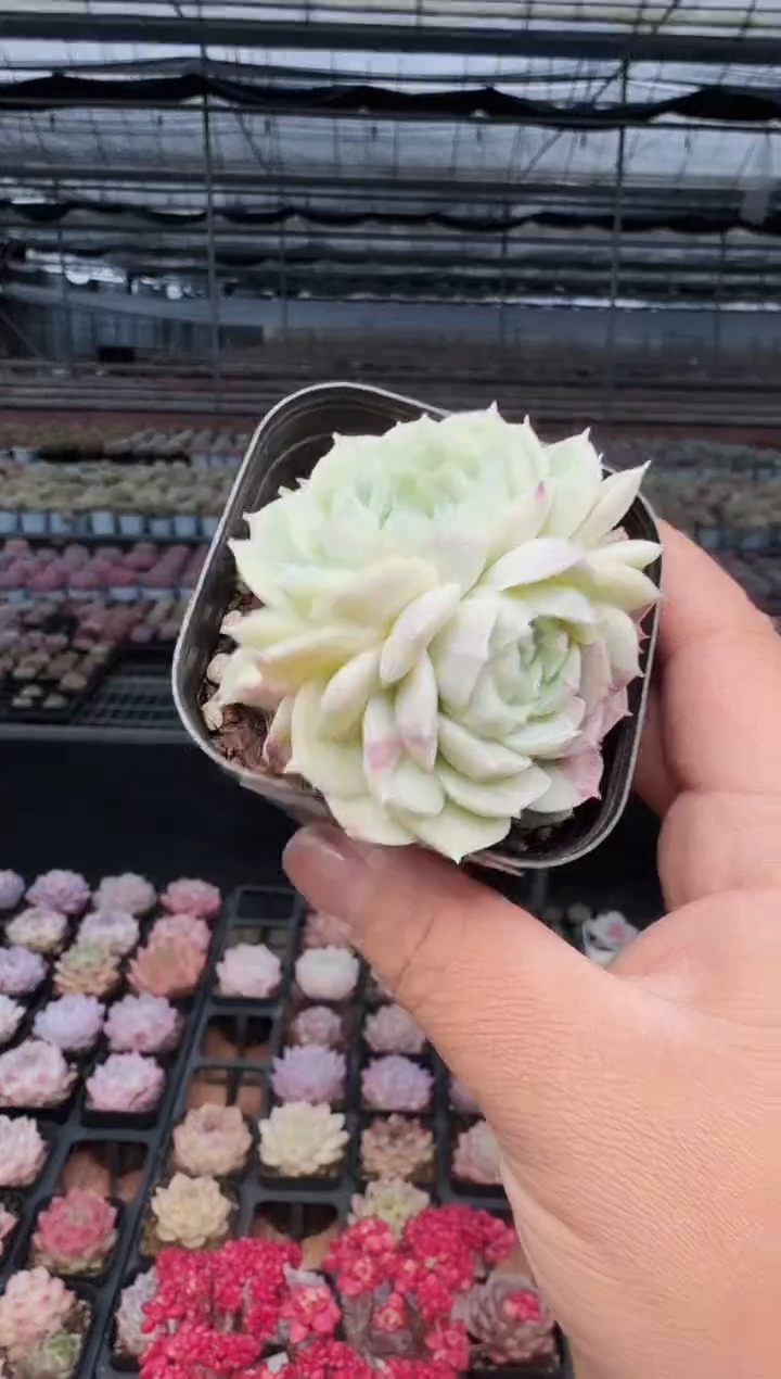 东云多肉园新款-467