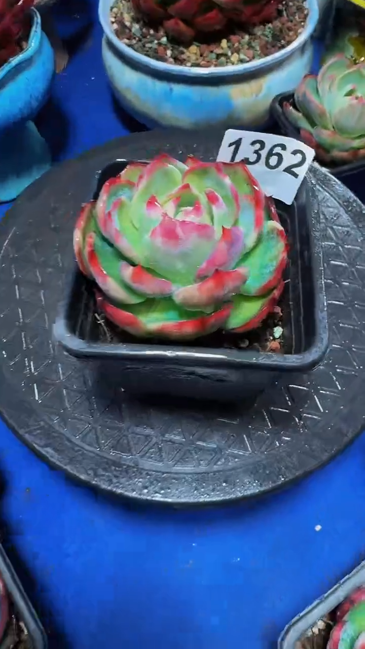 【闪购商品】1362惊鸿仙子（裸根发货）