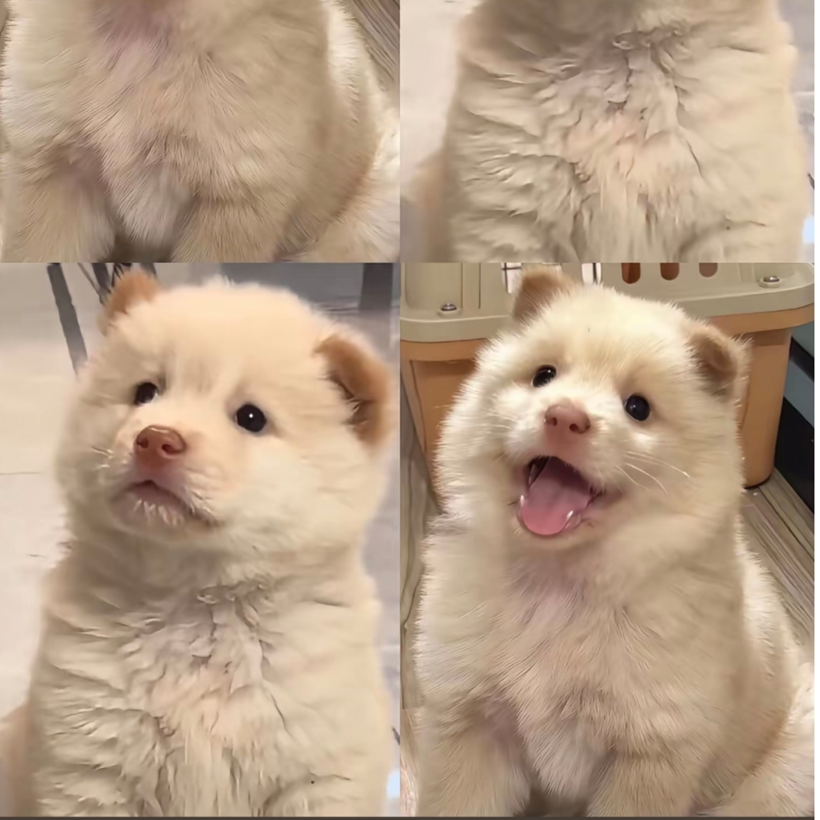 【玉林硬哥】老表田园犬活体宠物