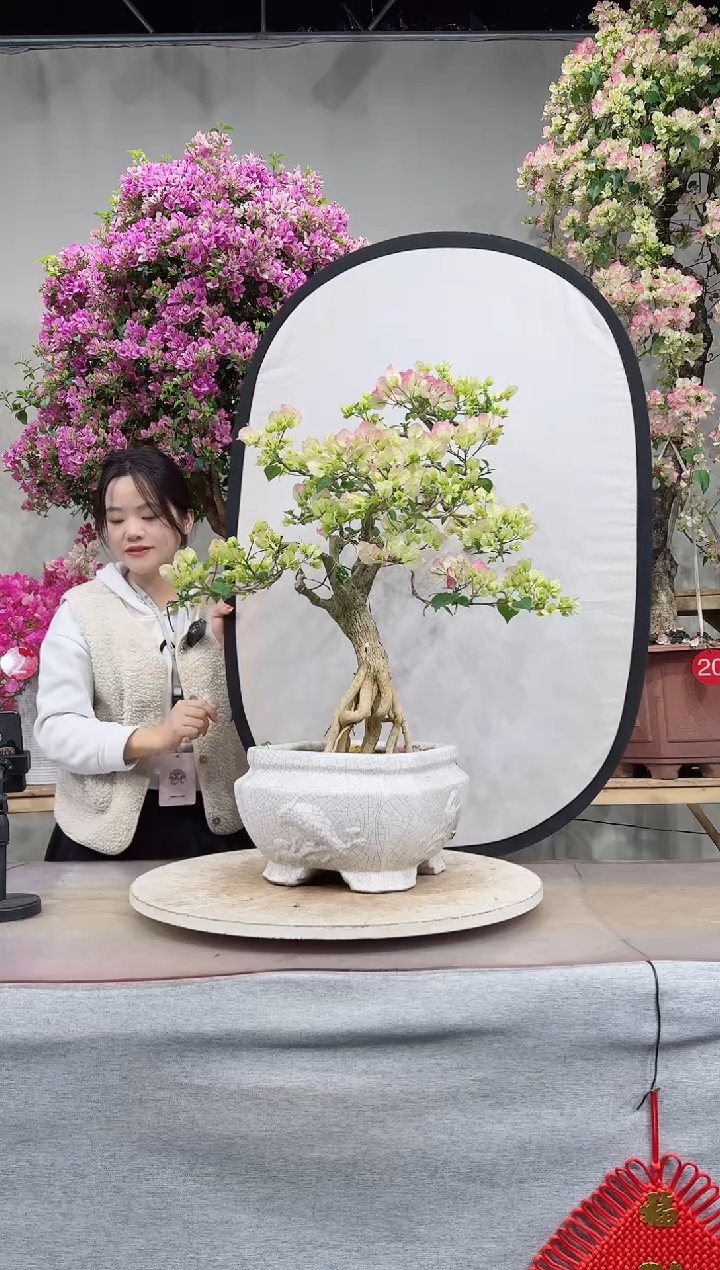 【闪购商品】盆景绿叶樱花