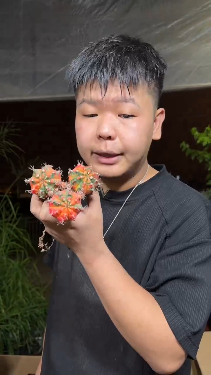 3颗 光辉牡丹【嫁接】