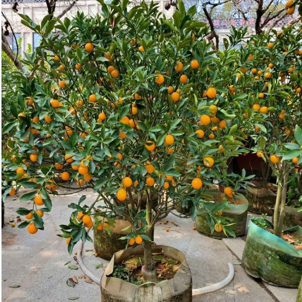 杯苗脆蜜金橘果苗