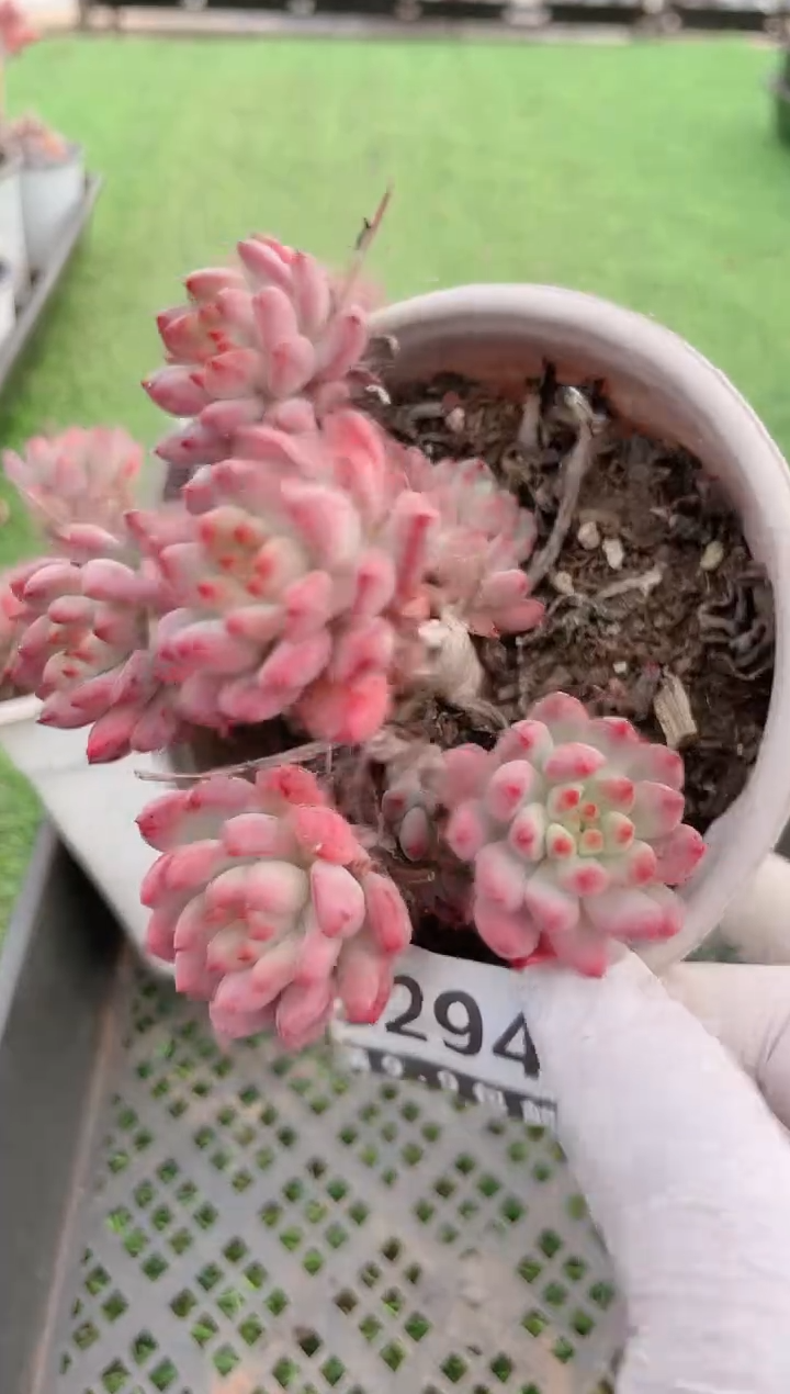 【闪购商品】信福多肉一物一拍