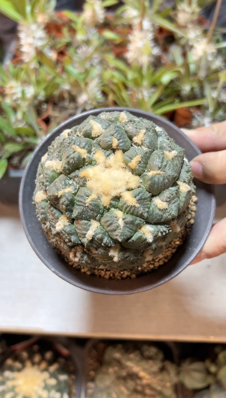 【闪购商品】3号苗接无根连山8.2公分