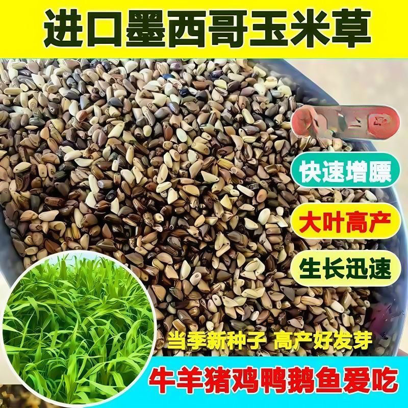 进口墨西哥玉米草种子牧草籽优12阔叶玉米草猪羊牛鱼兔养殖草籽商品图