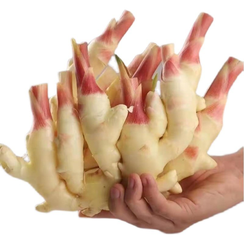 四川新鲜嫩仔姜红芽板姜醋泡生姜嫩姜蔬菜腌制