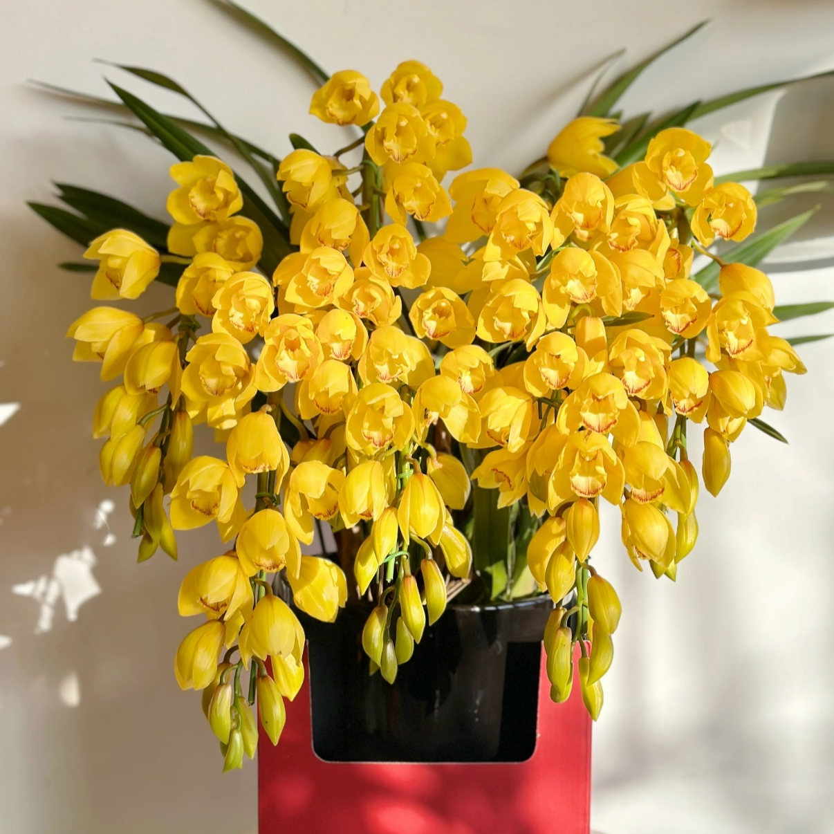 拱兰奶油黄桃(1440)4支剑 金色大花蕙年宵花花苞发货190盆