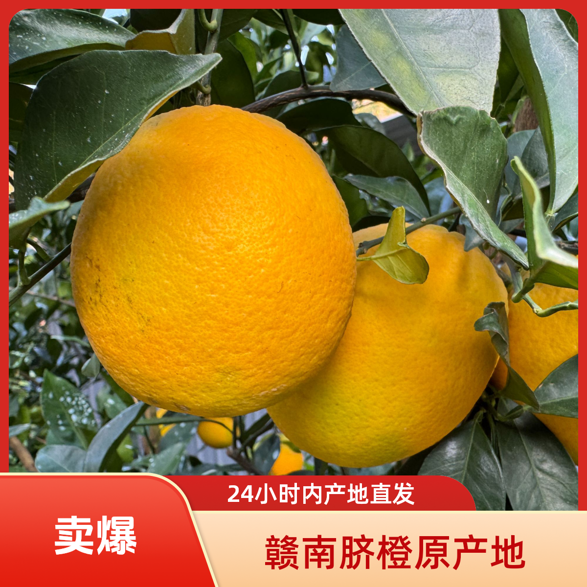 犹江红现摘现发正宗赣南脐橙原产地发货纽荷尔脐橙标准果精品果