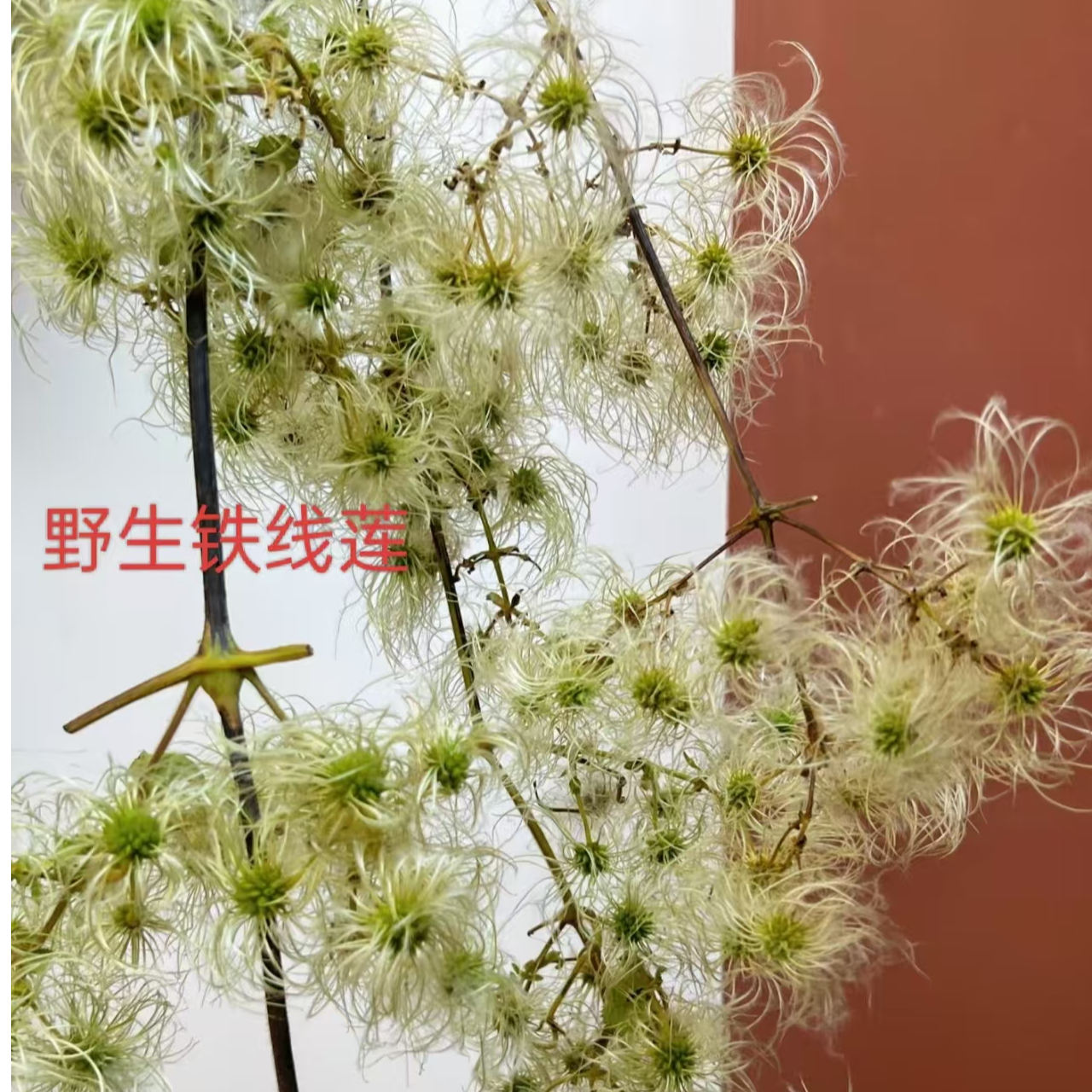 野生铁线莲配草2