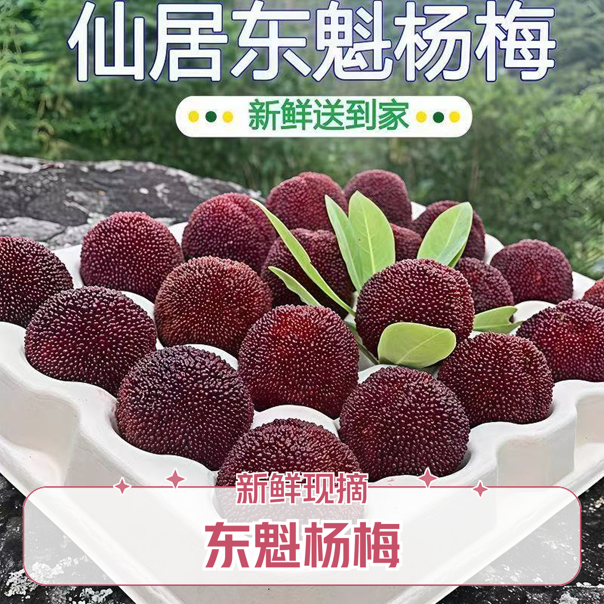 （次日达）11A正宗浙江仙居东魁大杨梅新鲜颗粒现摘产地直发水果送礼佳选浙江省浙江省