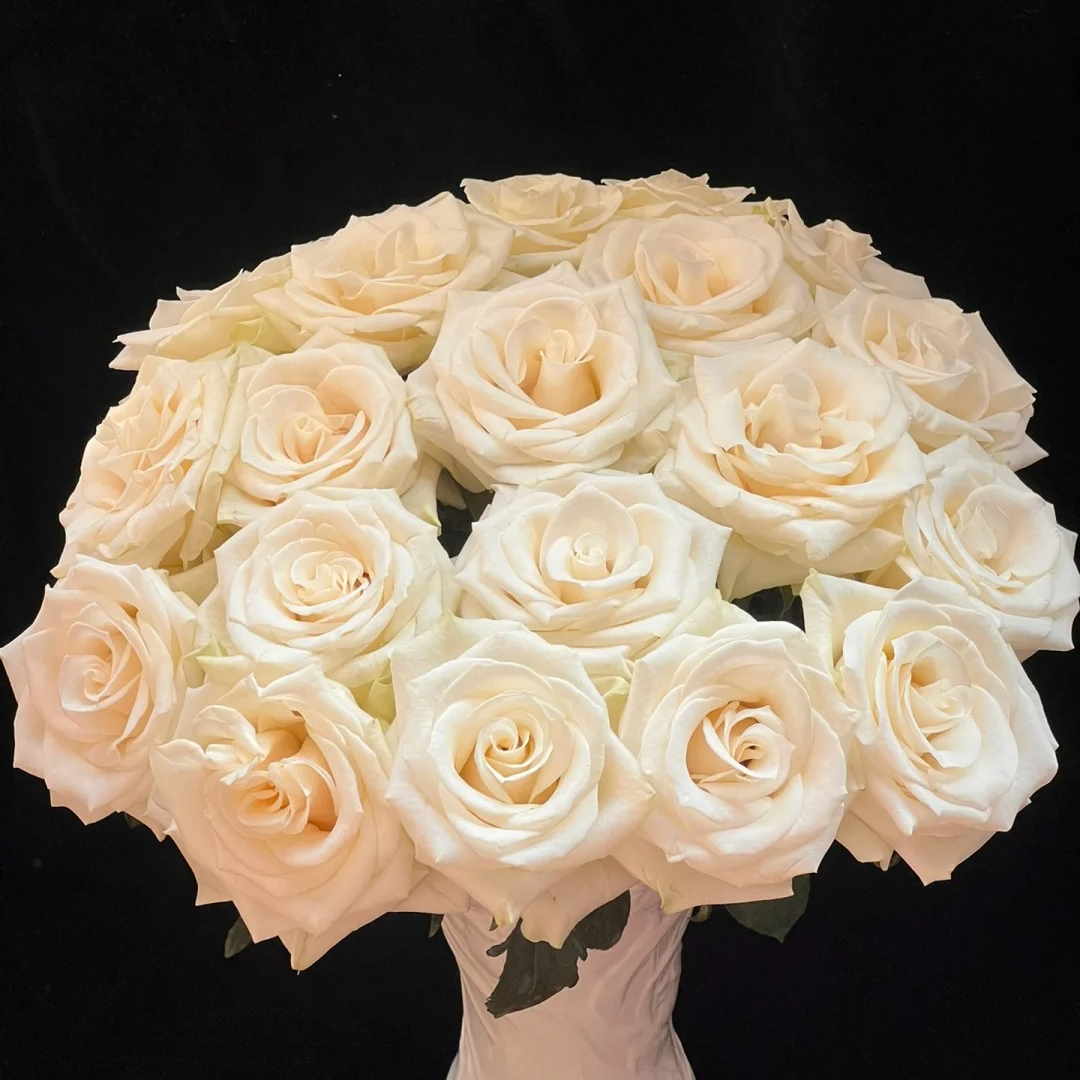 【云南鲜花】单头（白蒙戴尔）玫瑰 1单普通包邮，2单以上顺丰冷链