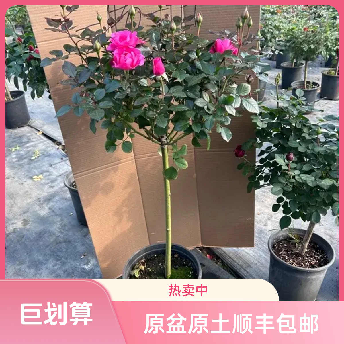 粉色大花棒棒糖型树桩月季当年开花耐寒耐热适合庭院阳台栽种