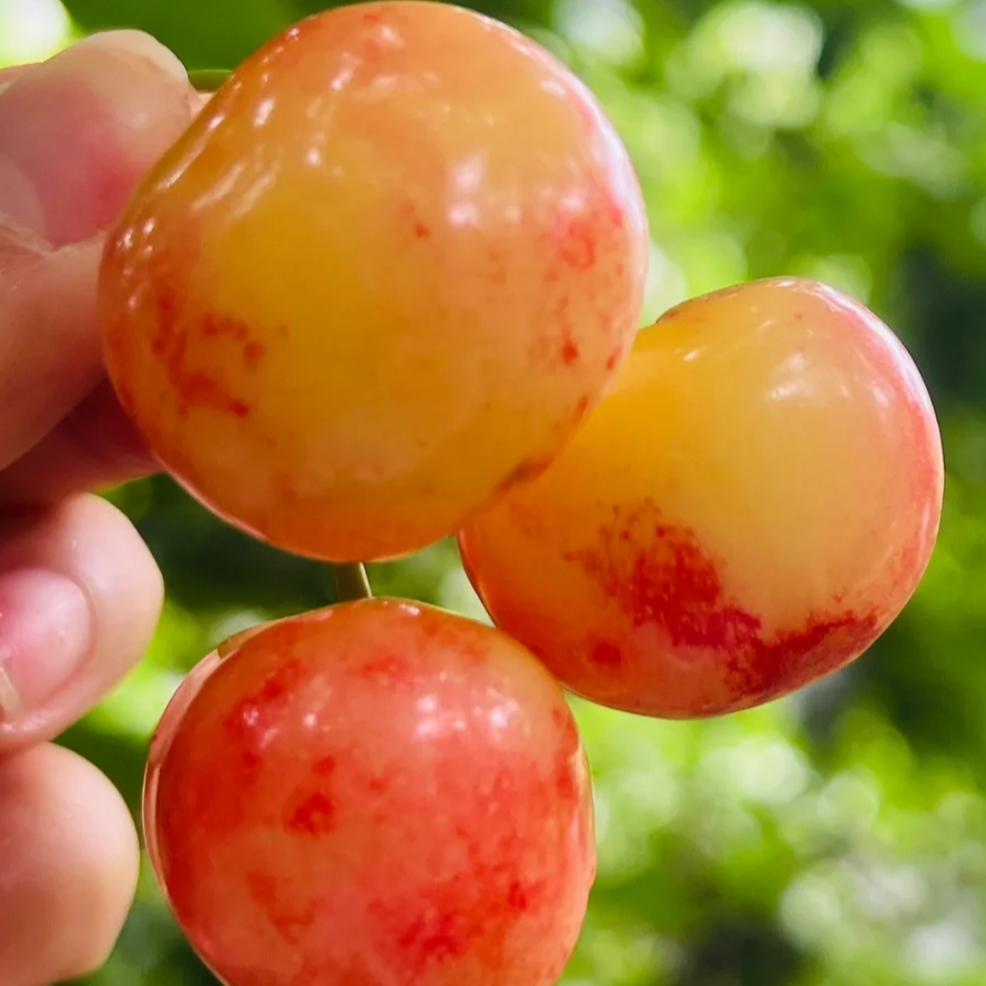 次日达冰壶套袋果汶川车厘子现摘现发JJ-5斤/3斤京东冷链包邮新鲜水果冰壶