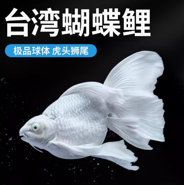 精品蝴蝶鲤台系短身 球体观赏鱼默认短身发货