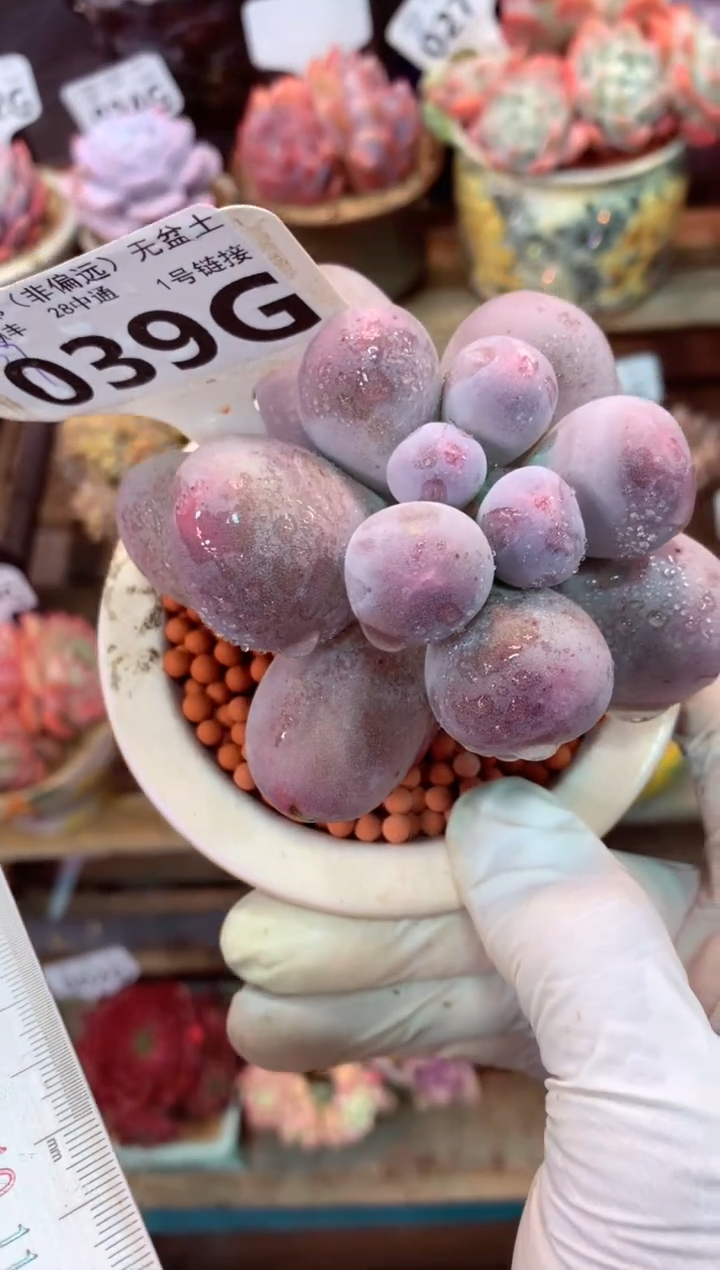 039G（一物一拍，精品多肉，w所见即所得 ）