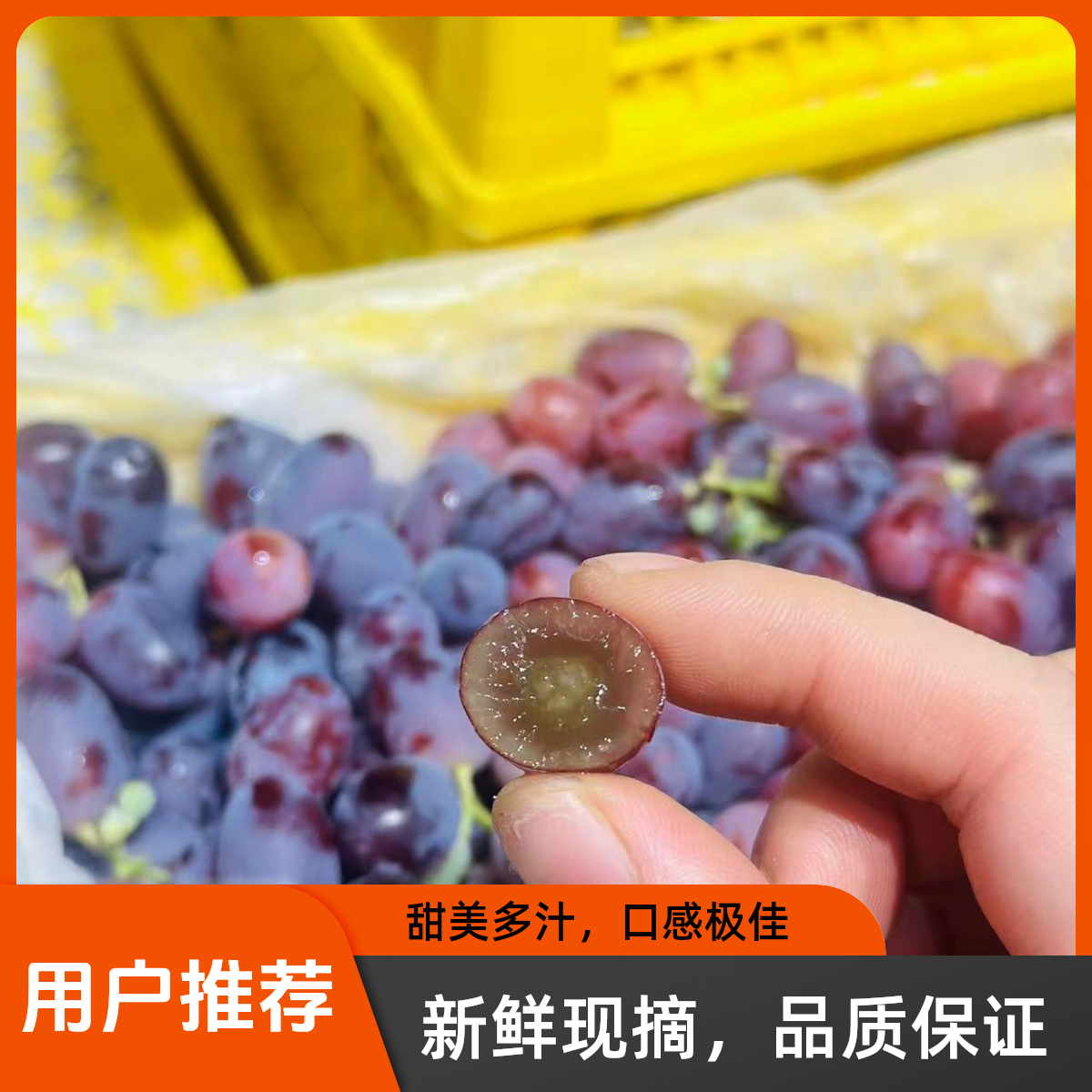新疆克隆生小糖豆（3.5斤左右）新疆维吾尔自治区