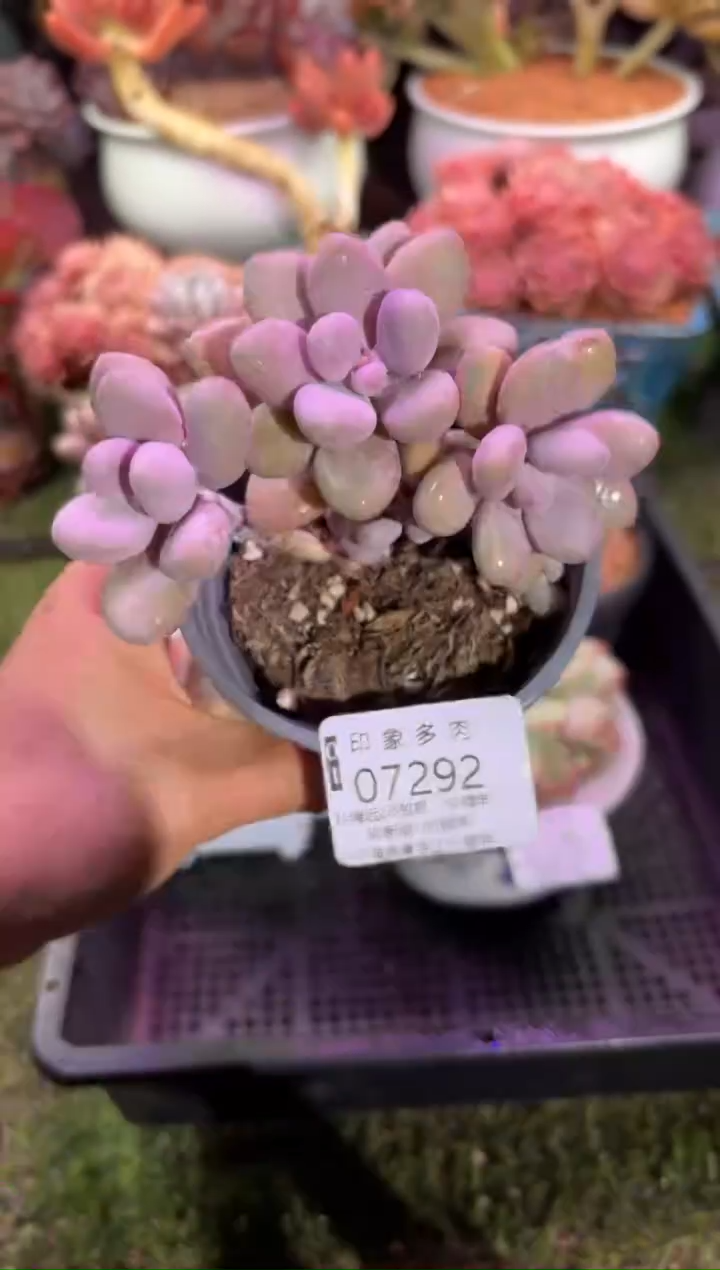 【闪购商品】07292