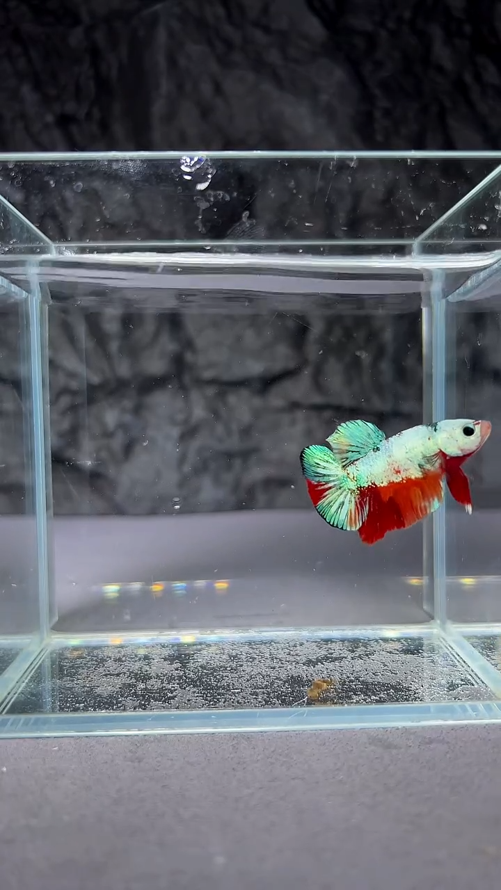 斗鱼竞拍链接A063