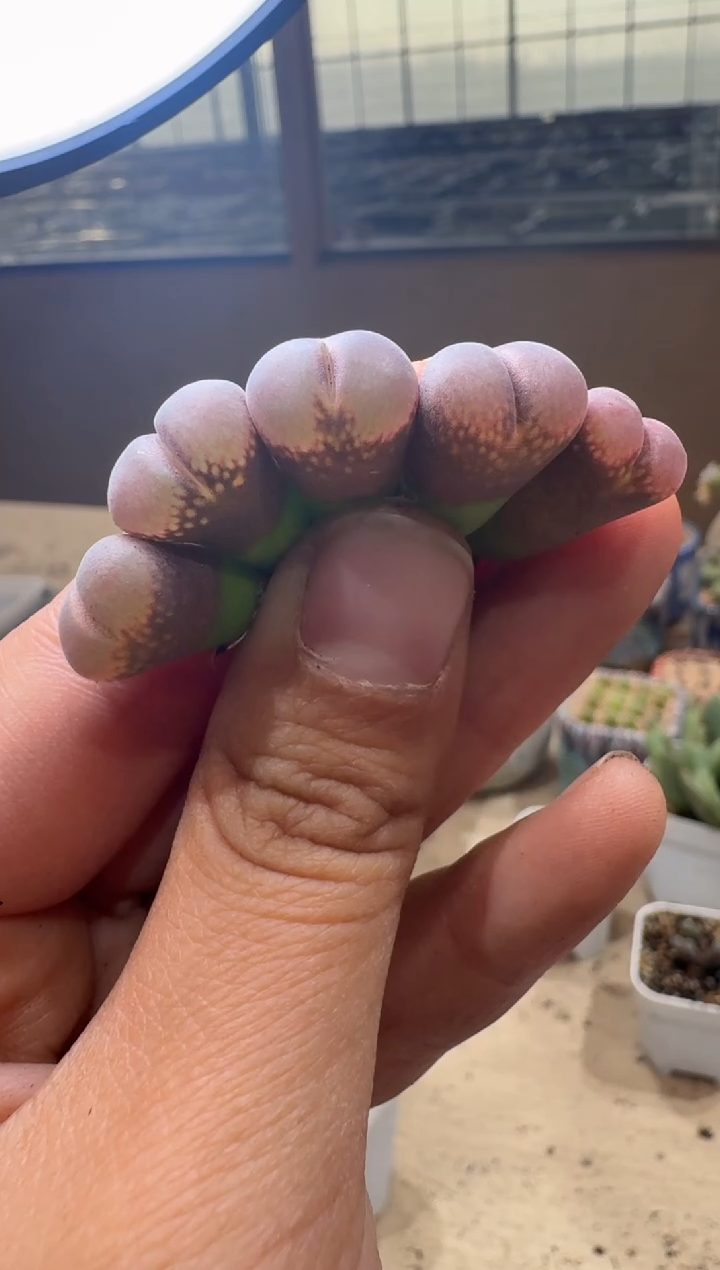 风****生8-219多肉植物肉锥