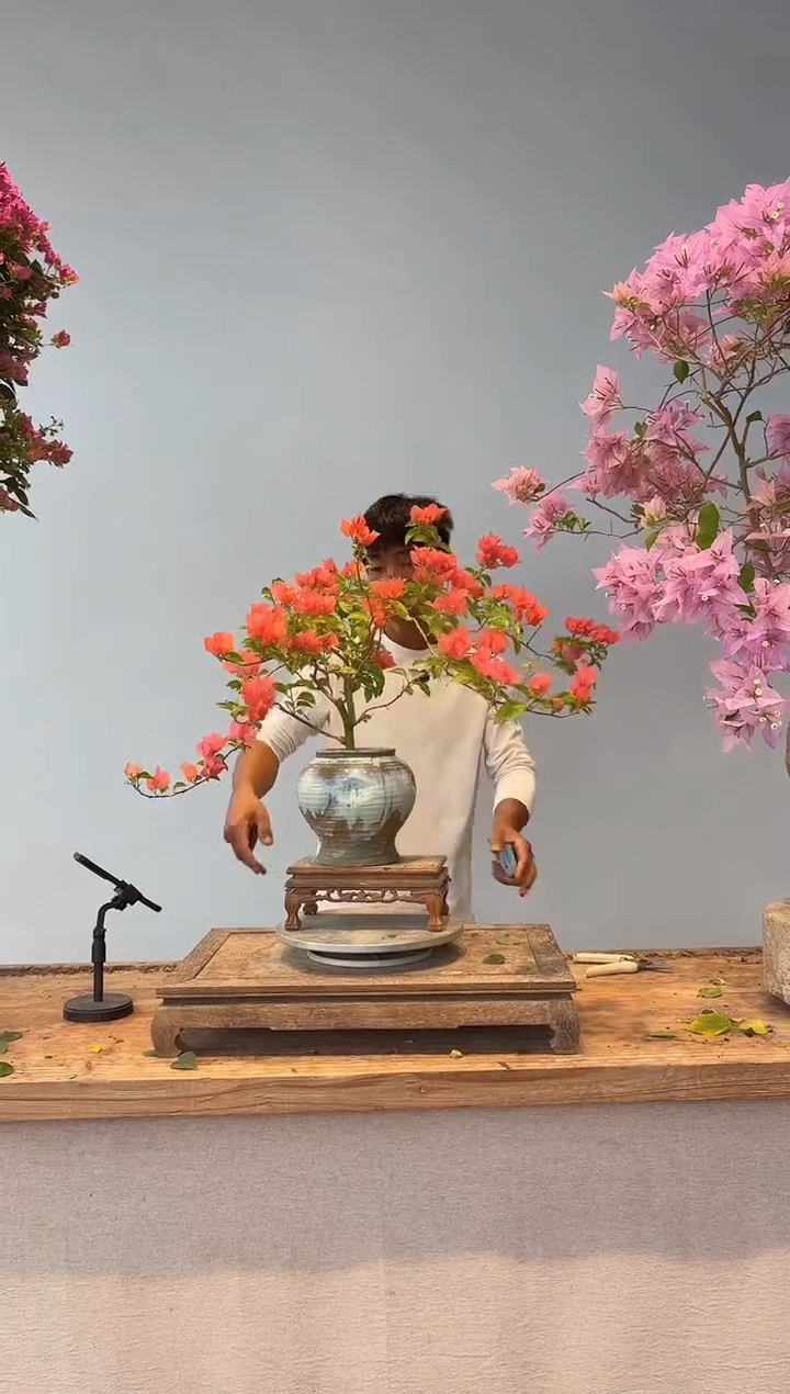 全部花朵辉**）三角梅71