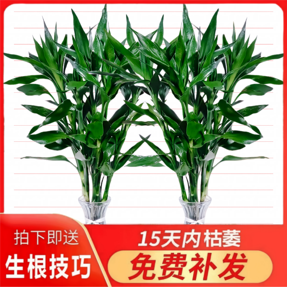 富贵竹水培植物水养客厅招财基地直发转运室内盆栽四季鲜花卉绿植