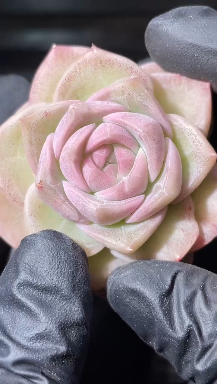 24-1冰雹系列3-4厘米量拍发一颗