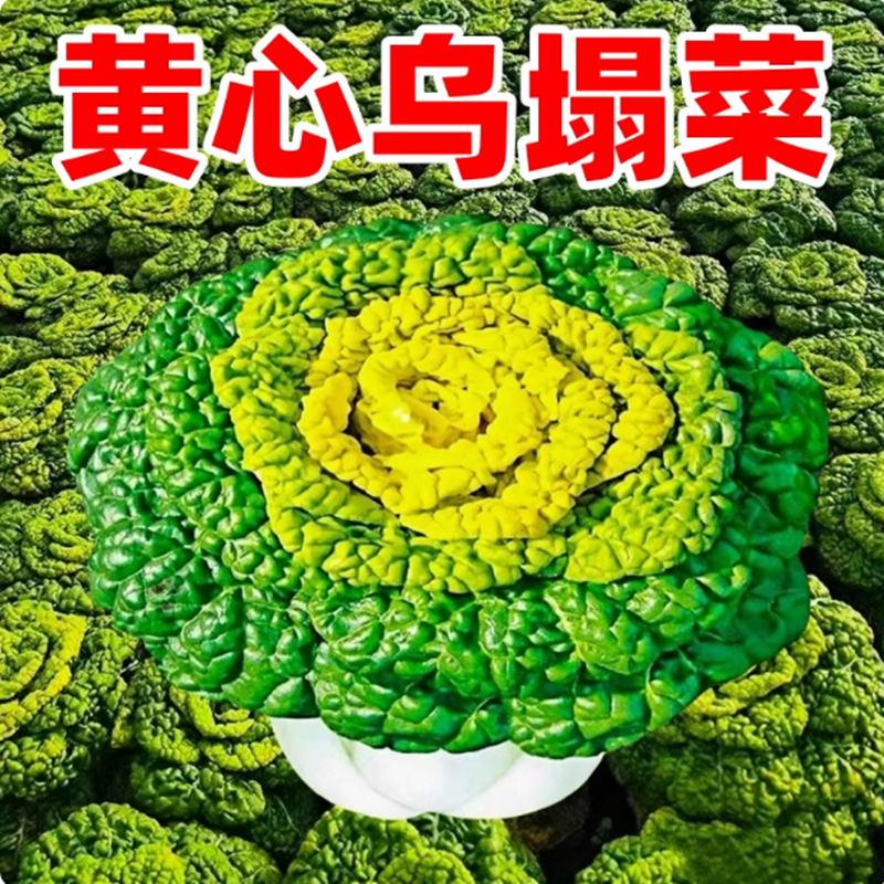 【全店满5包包邮】黄心乌塌菜种籽菊花心菜秋季耐寒冬季蔬菜淮南雪