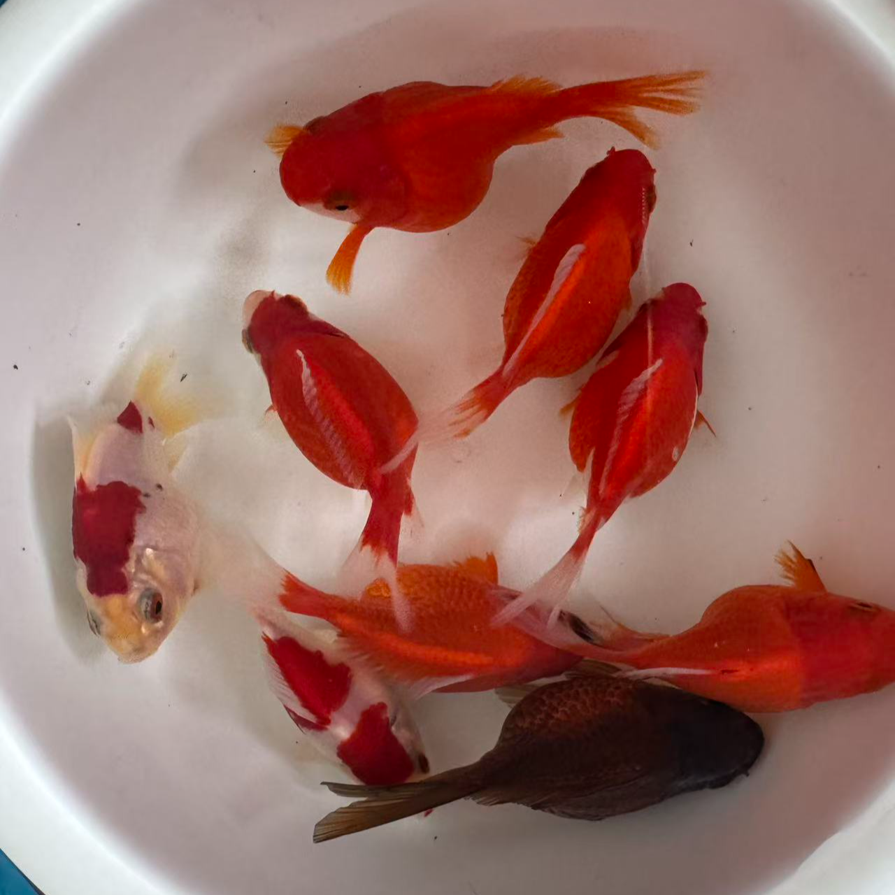 大日玉鲭纯血统一代