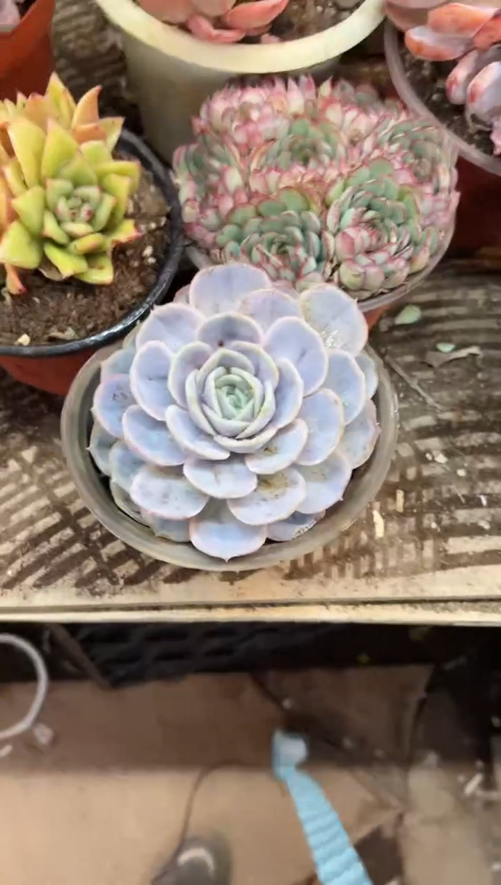 彩*多肉植物一物一拍25364