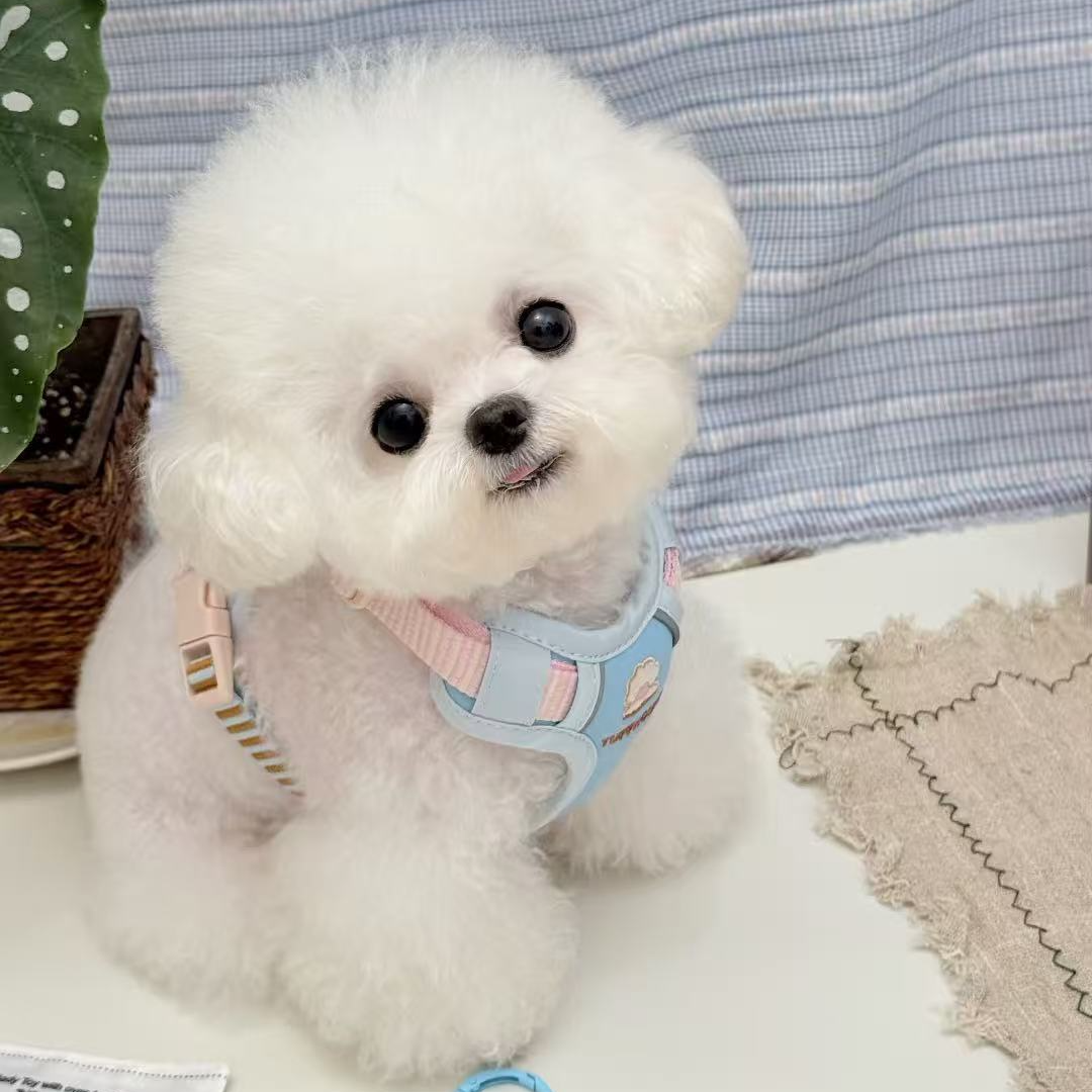 【馨仪家】可爱甜美韩系比熊狗家庭陪伴犬