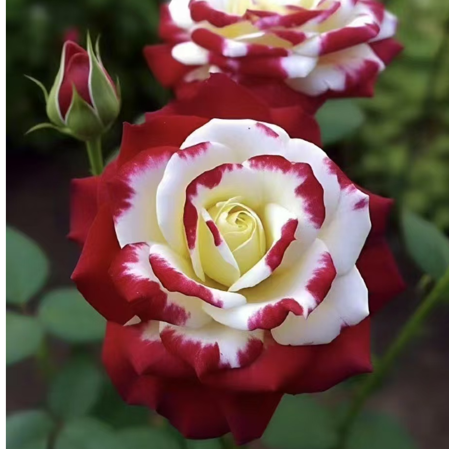 云南基地现挖大花法国双生玫瑰老桩三年大苗四季开花月季易活花苗