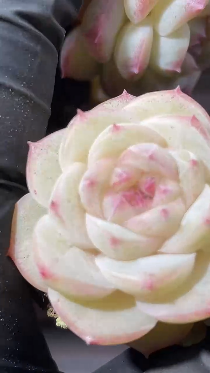 35-97 桃系新珍妮2-3厘米量拍发一颗