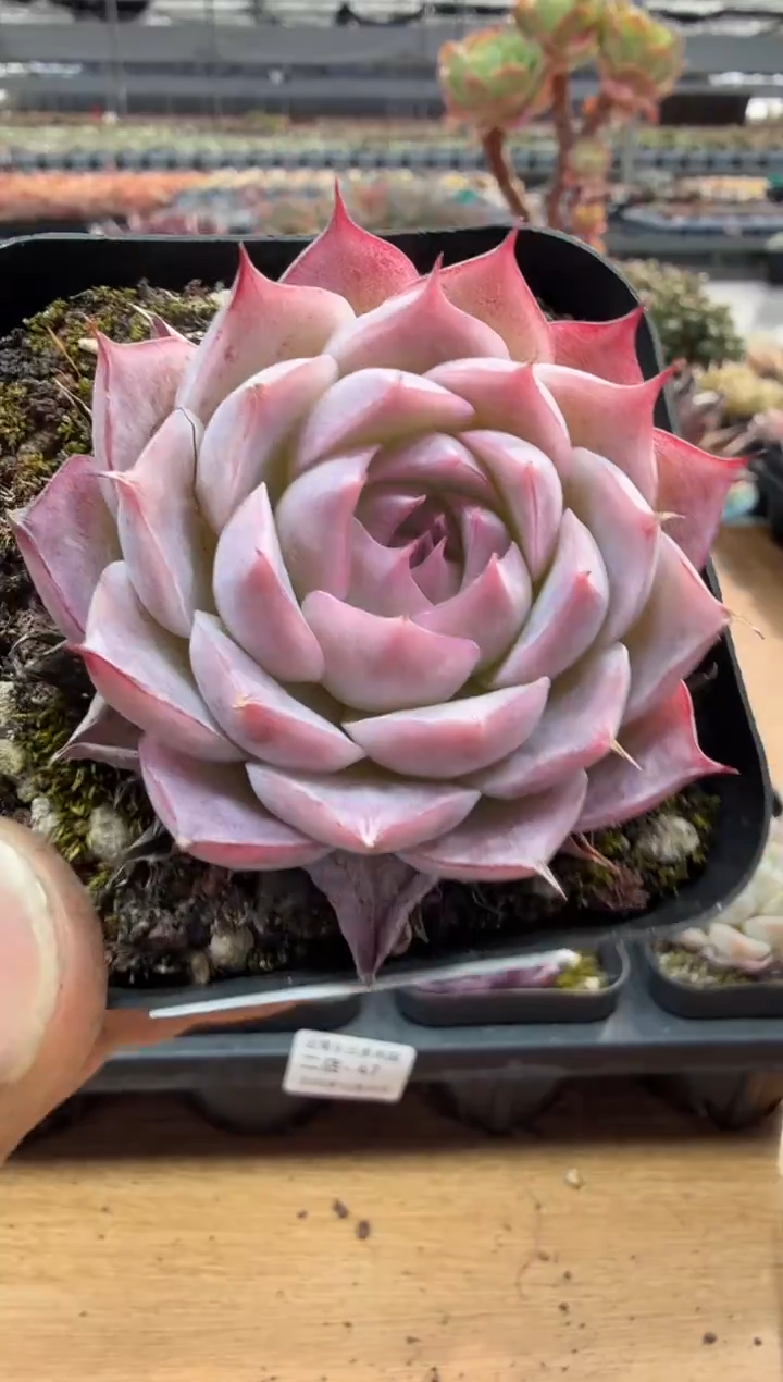 东云多肉园二店-106