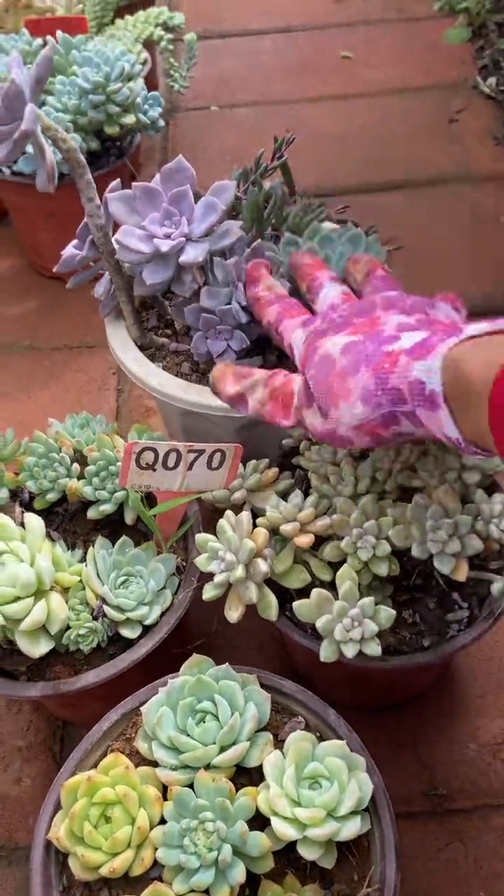 Q070多肉组合默认脱土发货