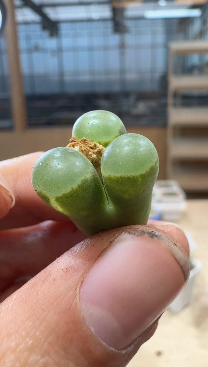 10-173多肉植物肉锥