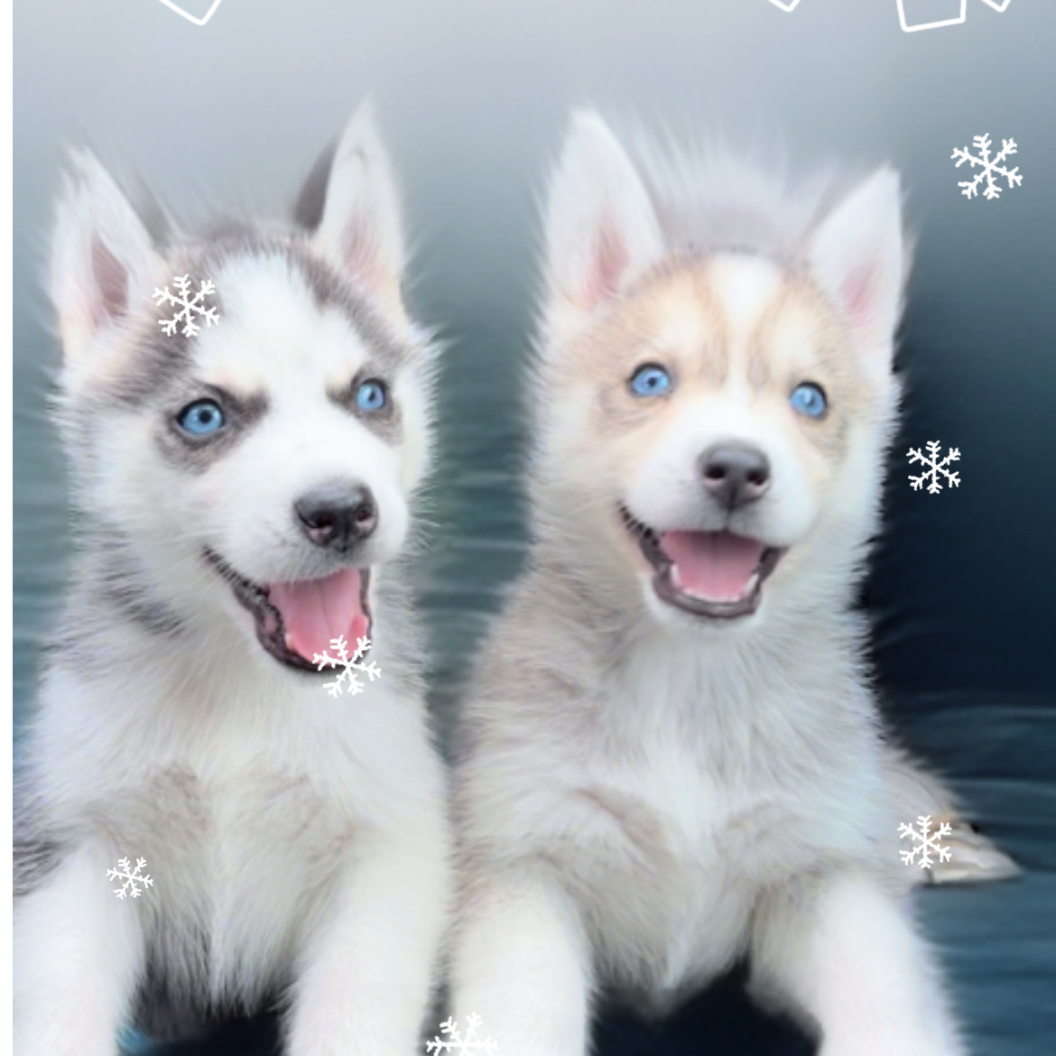 哈士奇幼犬活体狗狗直播间挑选 15天犬瘟细小质保不支持7天无理由