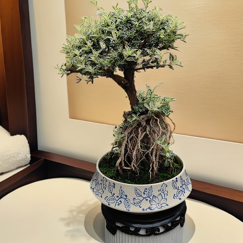 金边六月雪青花瓷好养易活耐旱高端室外庭院植物