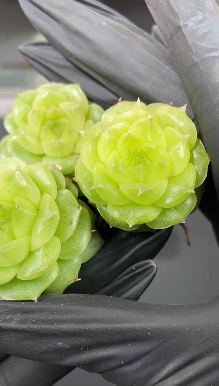 闪购845  白银祭司多肉一颗   3.5-4厘米