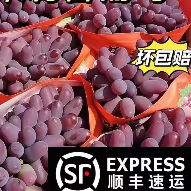 【顺丰包邮】现摘茉莉香葡萄新鲜发货整箱3斤净重2.7 斤葡萄同城送浙江省
