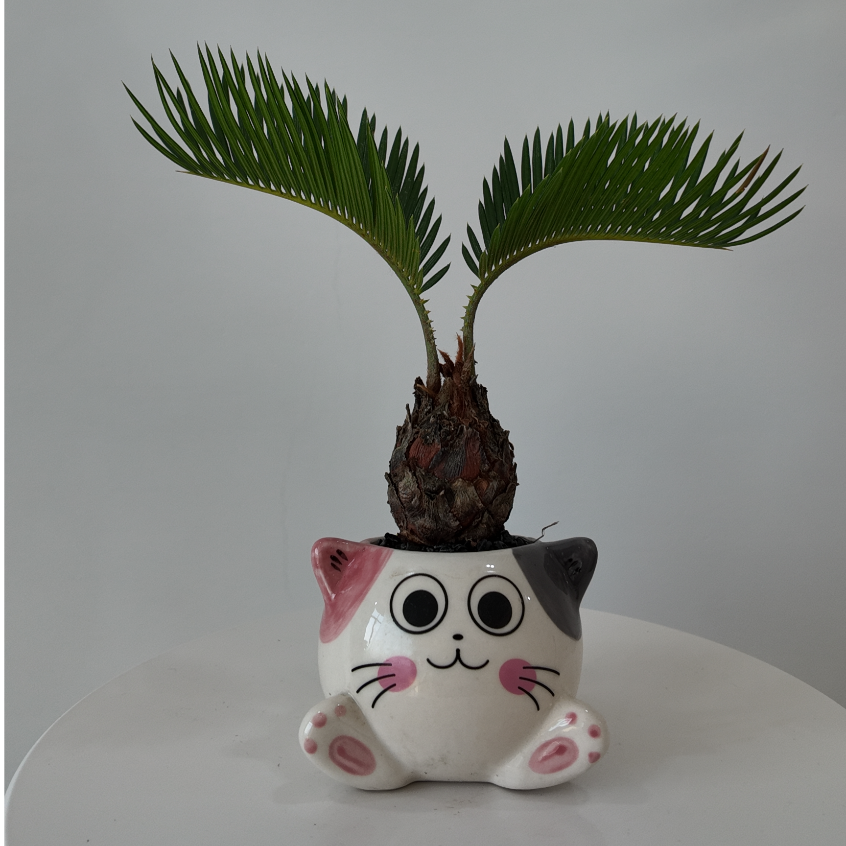 苏铁铁树创意造型微型盆景室内外好养桌面绿植