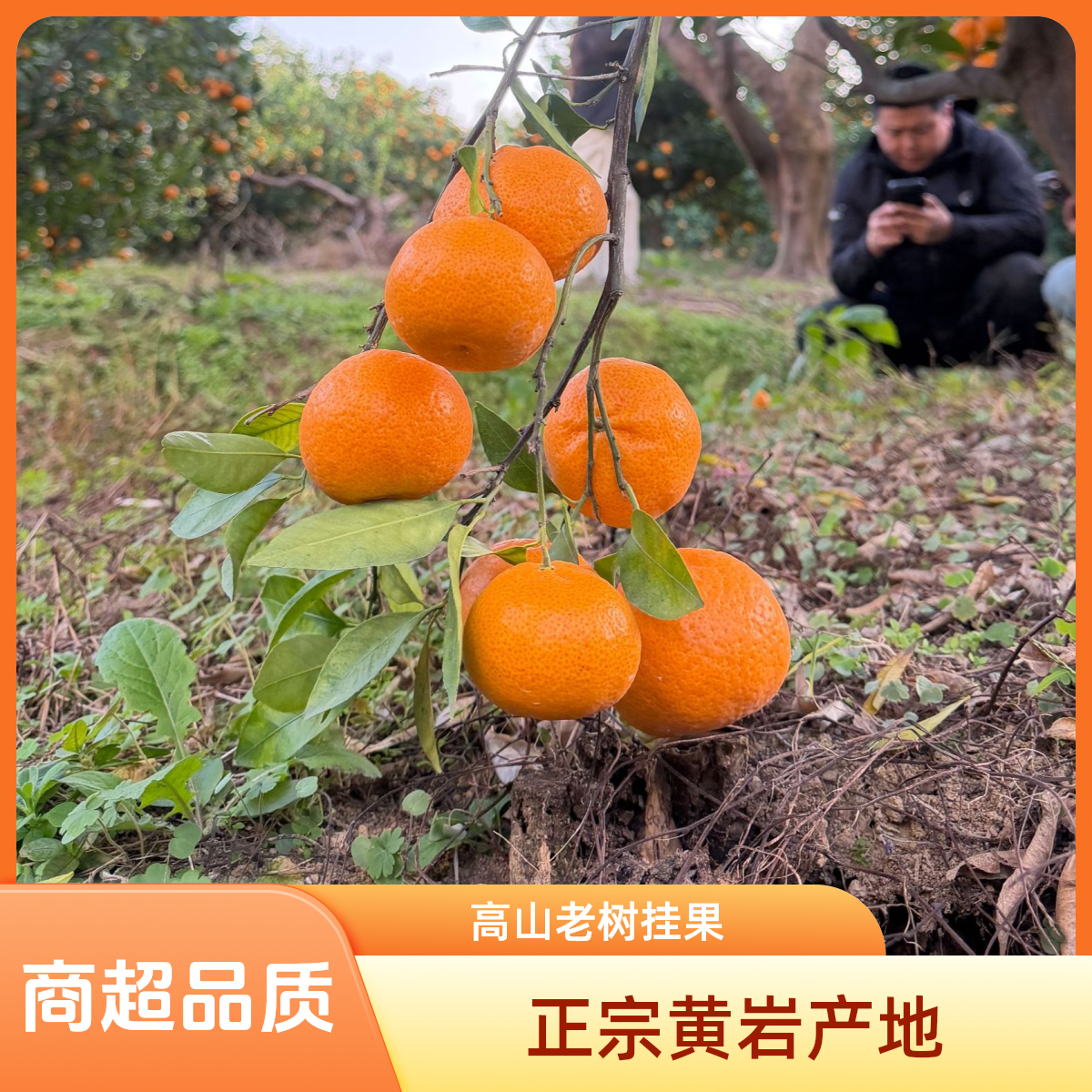 【高山老树】 正宗黄岩蜜桔 本地早当季新鲜水果现摘现发
