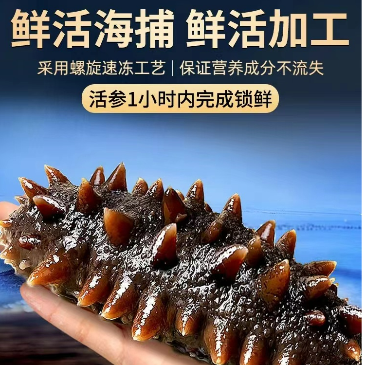 【今日拍明天到】南京同仁堂鲜食鲜辽参加热即食营养实惠500g/份